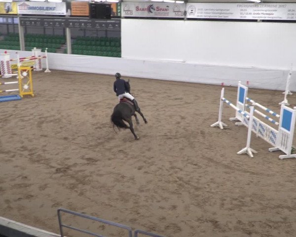 Reitturnier Zweibrücken 2017
