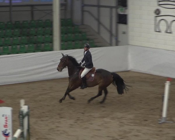Reitturnier Zweibrücken 2017