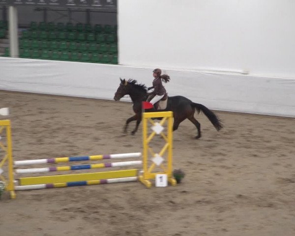 Reitturnier Zweibrücken 2017