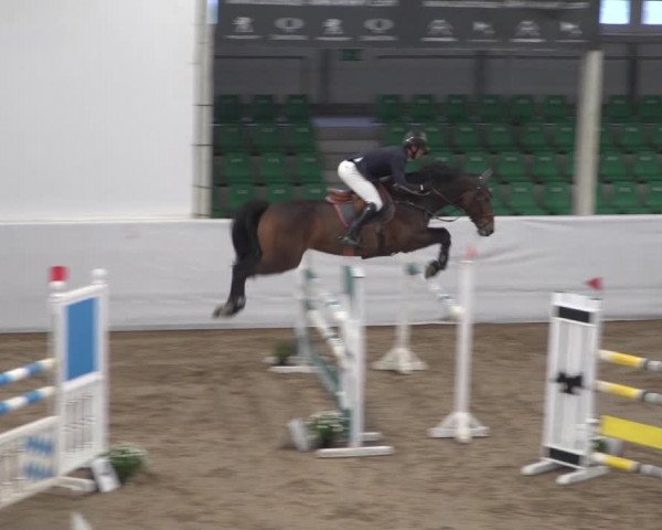 Reitturnier Zweibrücken 2017