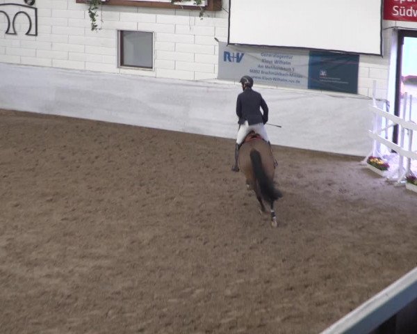 Reitturnier Zweibrücken 2017