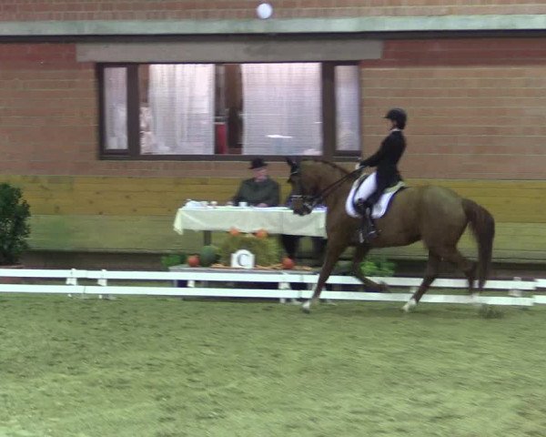 Reitturnier Paderborn 2017