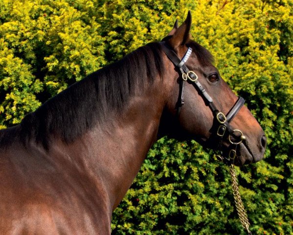 stallion Shamardal xx (Thoroughbred, 2002, from Giant's Causeway xx)