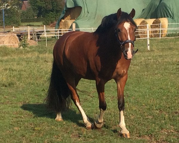 jumper Quattro P (German Riding Pony, 2013, from Quaterback's Junior) jumper Quattro P (German Riding Pony, 2013, from Quaterback's Junior)