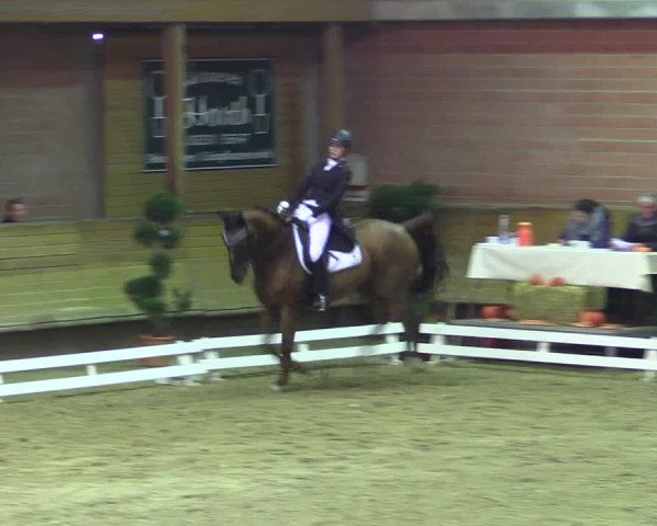 Reitturnier Paderborn 2017