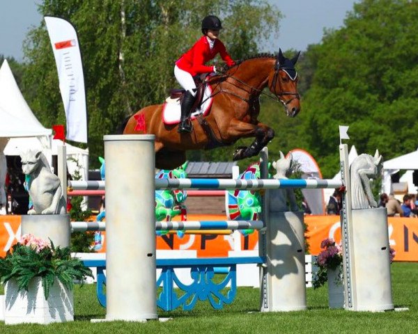 jumper Canterbury 10 (Westphalian, 2009, from Canturano I)