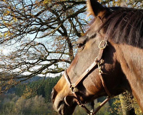 Pferd Pumas Fly (Westfale, 1999, von Puma)
