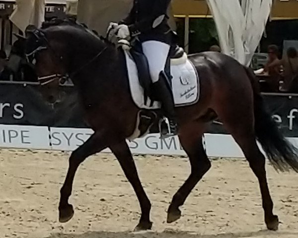 Dressurpferd Cyber E (Deutsches Reitpony, 2014, von Calido G)