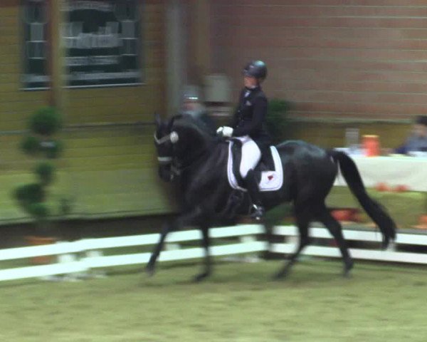 Reitturnier Paderborn 2017