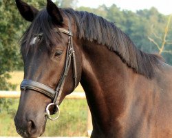 dressage horse Kyva (KWPN (Royal Dutch Sporthorse), 2015, from Eastwood S)