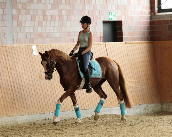 dressage horse Arts Daily Overknees (German Riding Pony, 2006, from Arts-Dancer-Boy)