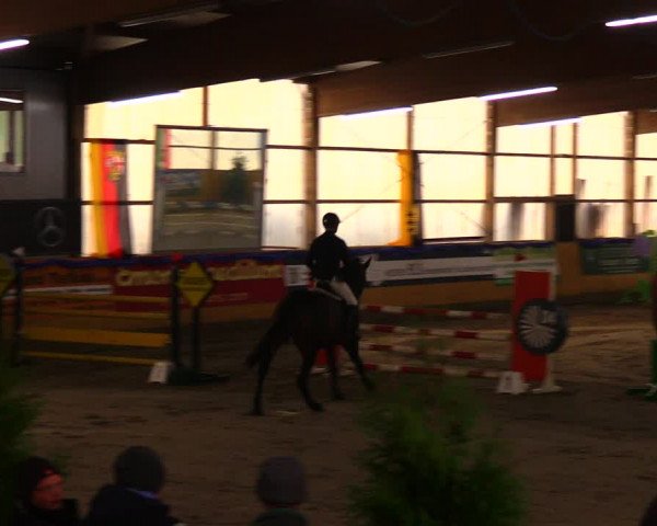 Reitturnier Pausin 2017