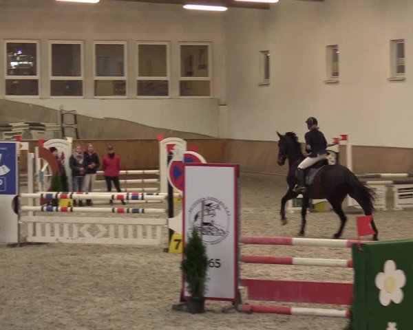 Reitturnier Freudenberg 2017