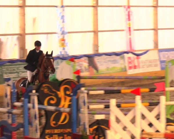 Reitturnier Pausin 2017