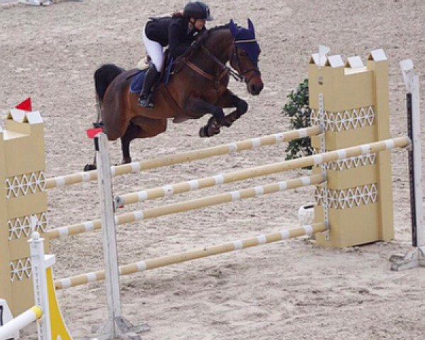 jumper Double Risk (KWPN (Royal Dutch Sporthorse), 2008, from Lucky Boy)