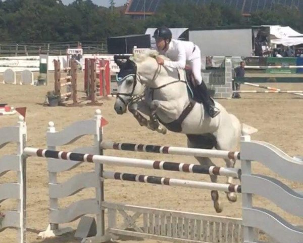 jumper Hakuna Matada 2 (Belgian Warmblood, 2007, from Clinton)