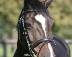 broodmare Gänseblümchen (Oldenburg, 2004, from Canaster I)