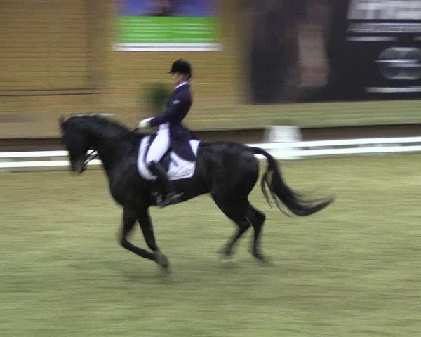 Reitturnier Paderborn 2017