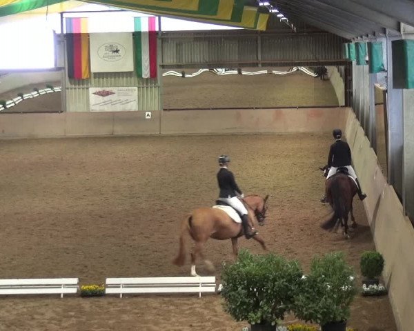Reitturnier Bonn - Gut Ettenhausen 2017