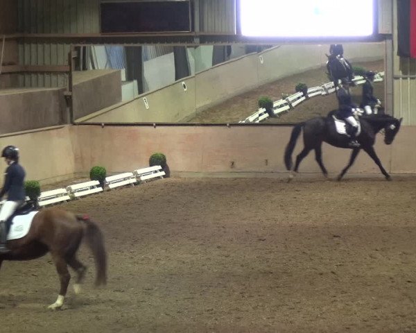 Reitturnier Bonn - Gut Ettenhausen 2017