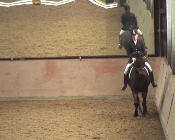 Reitturnier Bonn - Gut Ettenhausen 2017