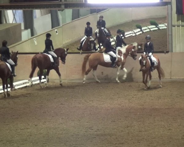 Reitturnier Bonn - Gut Ettenhausen 2017