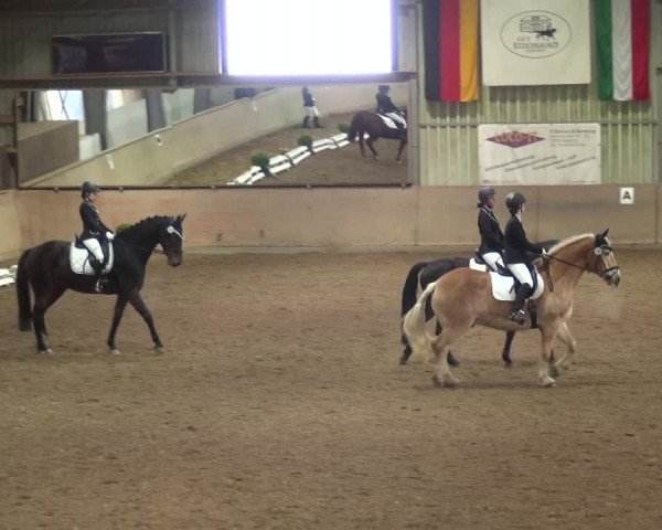 Reitturnier Bonn - Gut Ettenhausen 2017