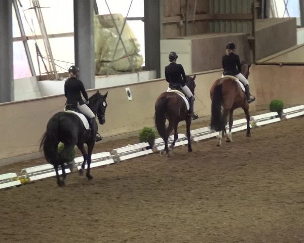 Reitturnier Bonn - Gut Ettenhausen 2017