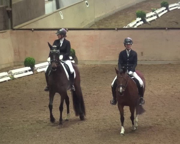 Reitturnier Bonn - Gut Ettenhausen 2017