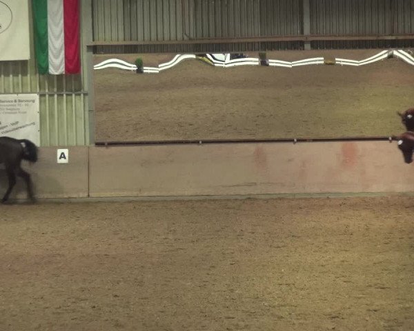 Reitturnier Bonn - Gut Ettenhausen 2017