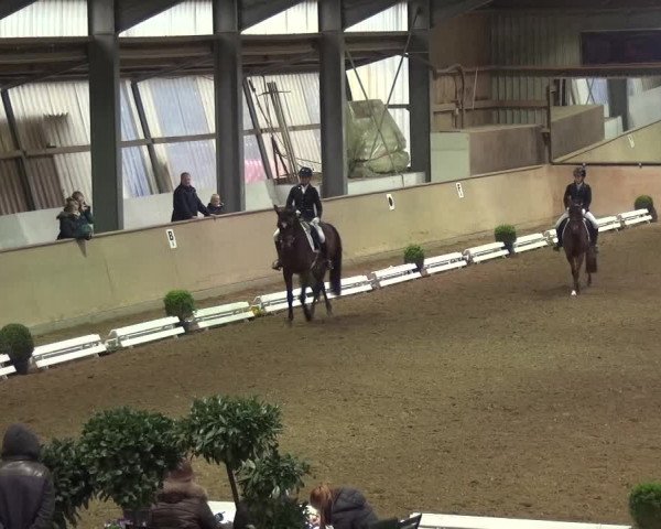 Reitturnier Bonn - Gut Ettenhausen 2017