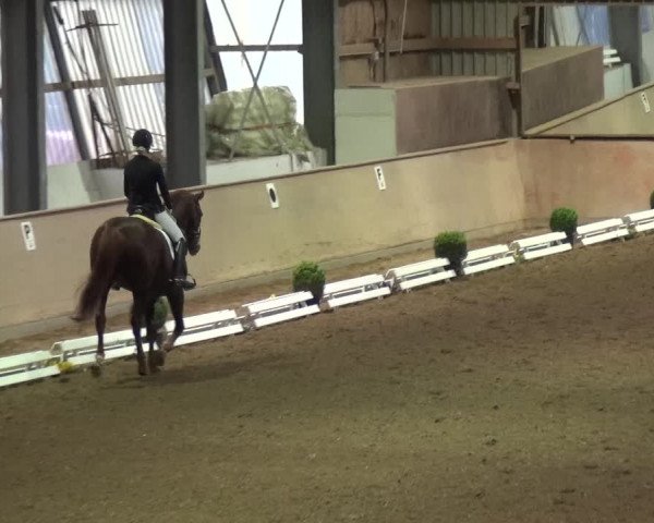 Reitturnier Bonn - Gut Ettenhausen 2017