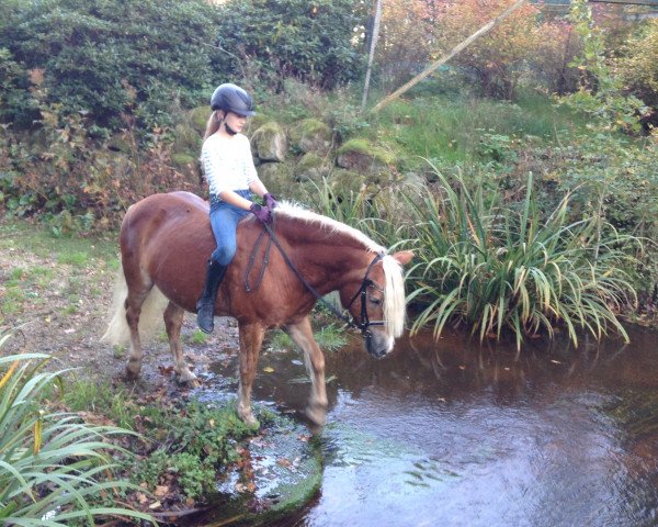 broodmare Nicki Vital (Haflinger, 1994, from Alhi Vital)