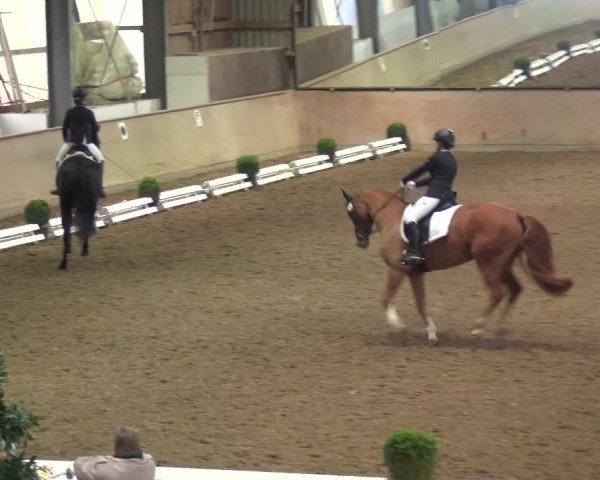 Reitturnier Bonn - Gut Ettenhausen 2017