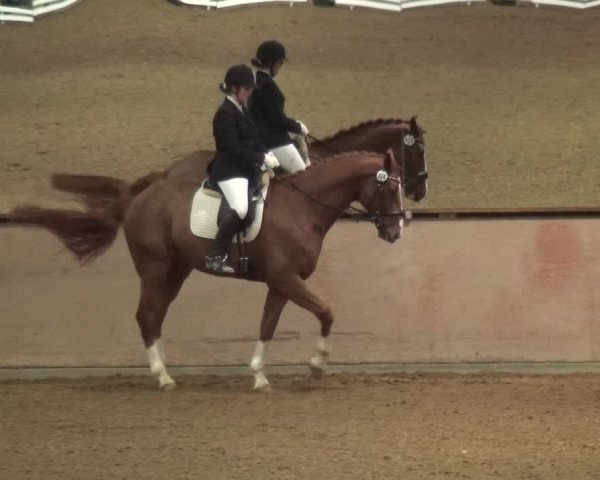 Reitturnier Bonn - Gut Ettenhausen 2017