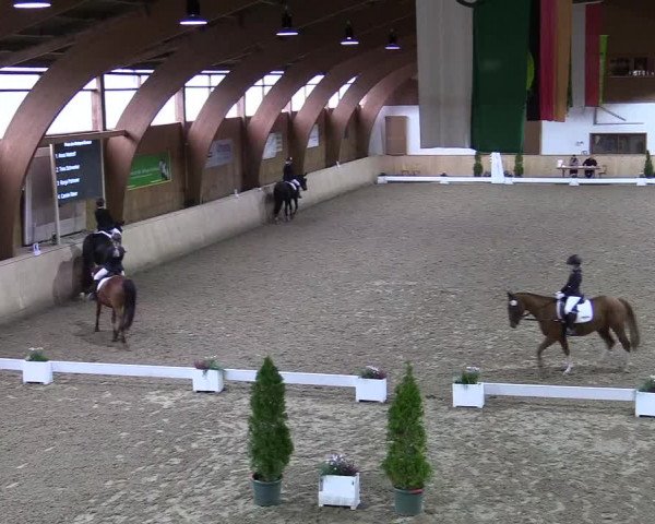 Reitturnier Hövelhof 2017
