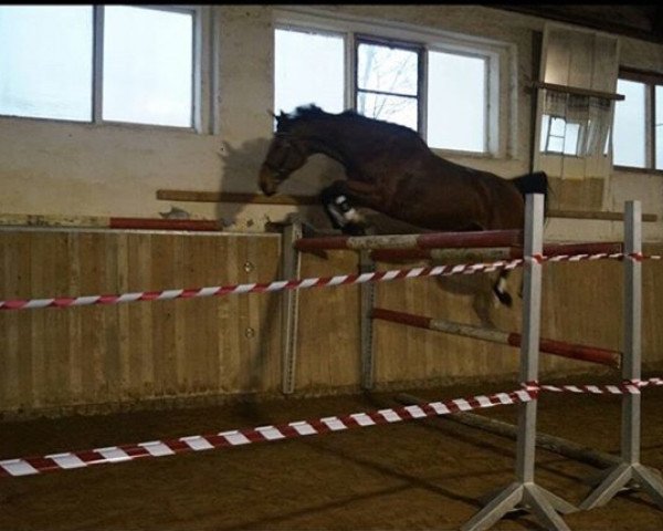 jumper Roxette (Hanoverian, 2005, from Royal Z I)