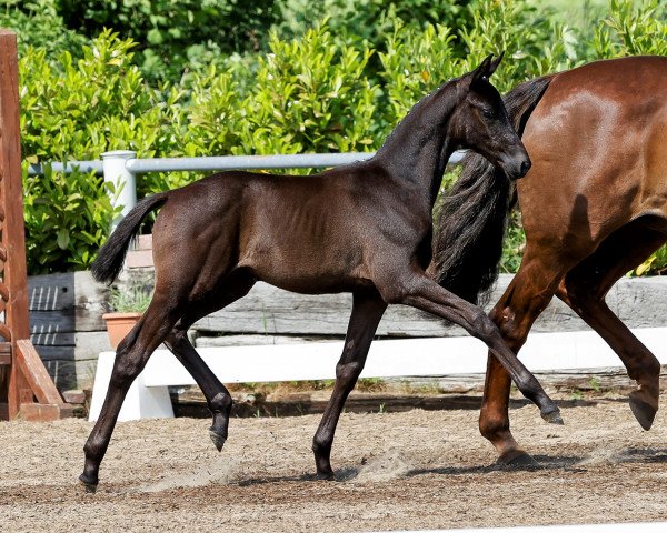 broodmare Lakriz (Trakehner, 2021, from Helium)