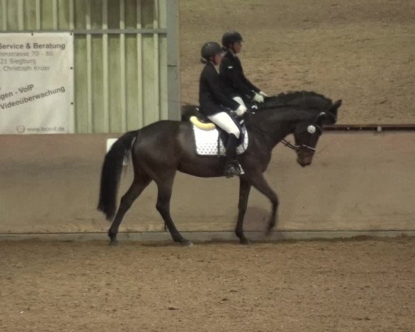 Reitturnier Bonn - Gut Ettenhausen 2017