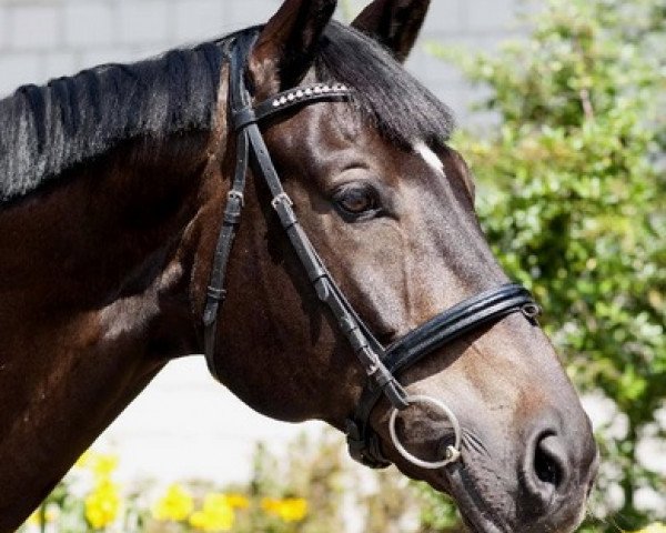 Dressurpferd Kossini (Trakehner, 2001, von Charly Chaplin)