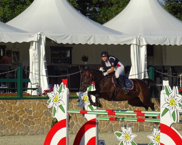 horse Miranda (Brandenburg, 2008, from Monte Bellini)