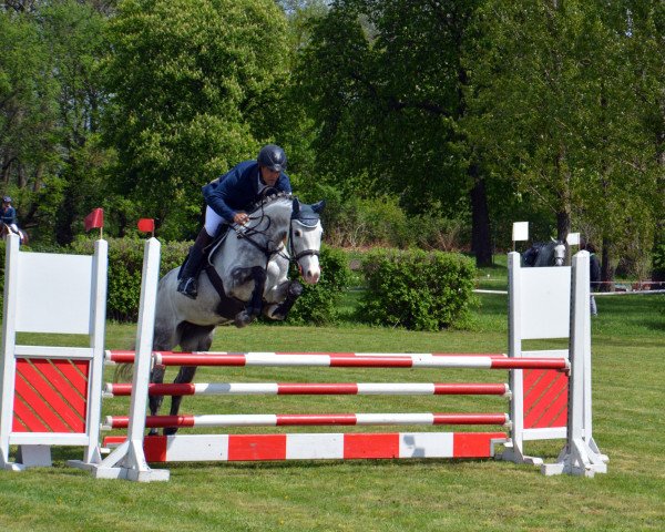 Springpferd Let me Fly (Mecklenburger, 2013, von Levisonn 208 FIN)