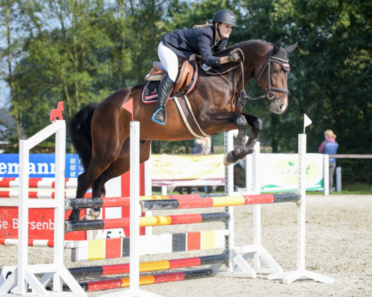 Springpferd Babalou Vk (Oldenburger, 2013, von Balou du Rouet)