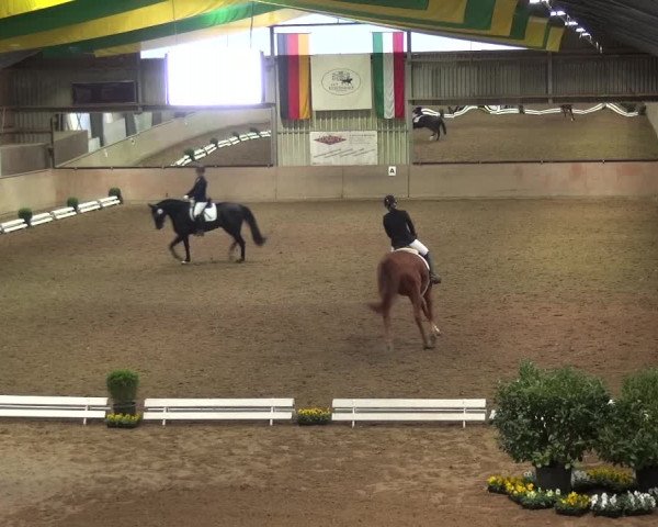 Reitturnier Bonn - Gut Ettenhausen 2017