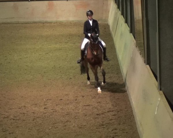 Reitturnier Bonn - Gut Ettenhausen 2017