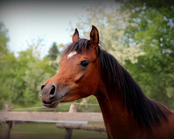 horse COF Celeste (Arabian purebred,  , from MF Aryan el Thessa)