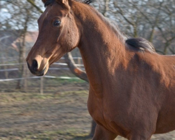 horse Gutne (Arabian purebred, 2004)