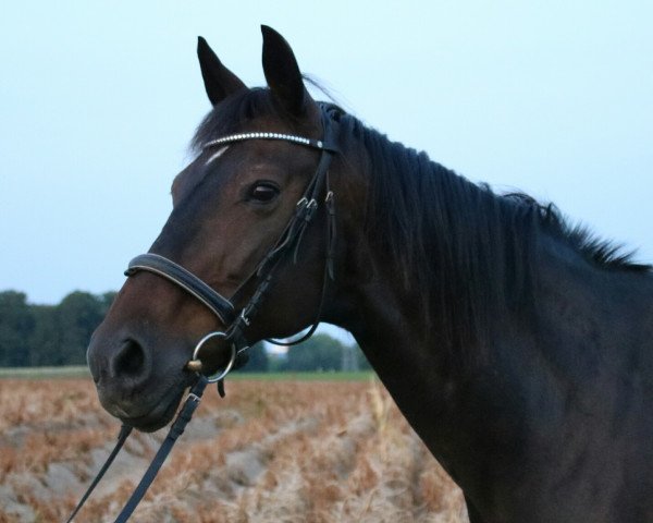 dressage horse Velingtons (unknown, 1997, from Vāgners)