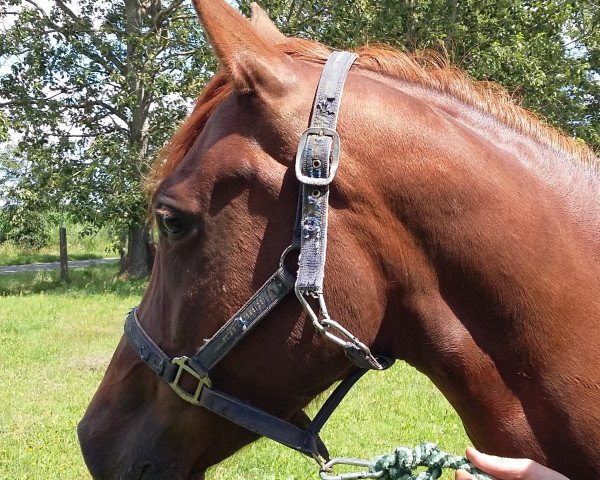 broodmare Sonja (Little German Riding Horse, 2011, from Samenco II K)