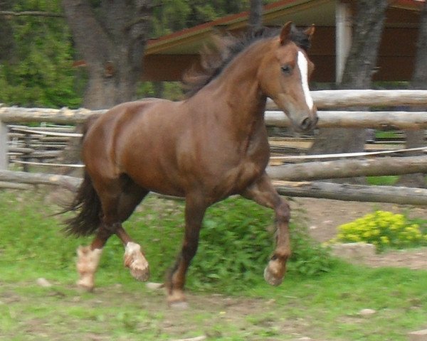 broodmare Lutra Riana (Welsh-Cob (Sek. D), 2008, from Randeck Tristan)